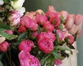Pink Peonies 8x10 Fine Art Print