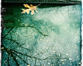 Reflection & Leaf 5x5 Fine Art Print