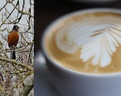 Bird & Latte 4x6 Fine Art Print