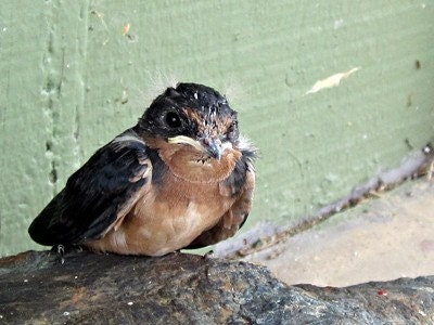 Baby Bird 8x10