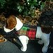 SALE Christmas Plaid Fleece Harness Small Dog