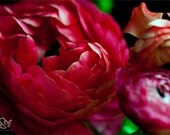 Ranunculus - Fine Art Print - 8x10