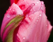 Tulip - Fine Art Print - 8x10
