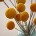 20 Stems Dried Caspedia Billy Balls