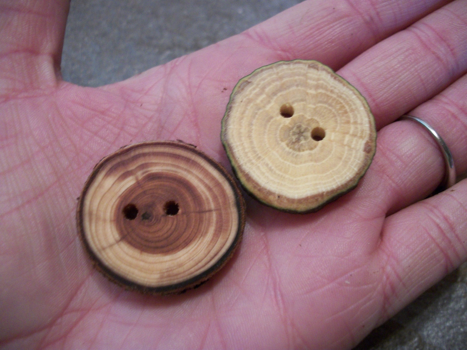 8 Oak And Arborvitae Buttons. 1.25 Inches Wide