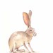 Jackrabbit - Original Art - Animal Watercolor Painting