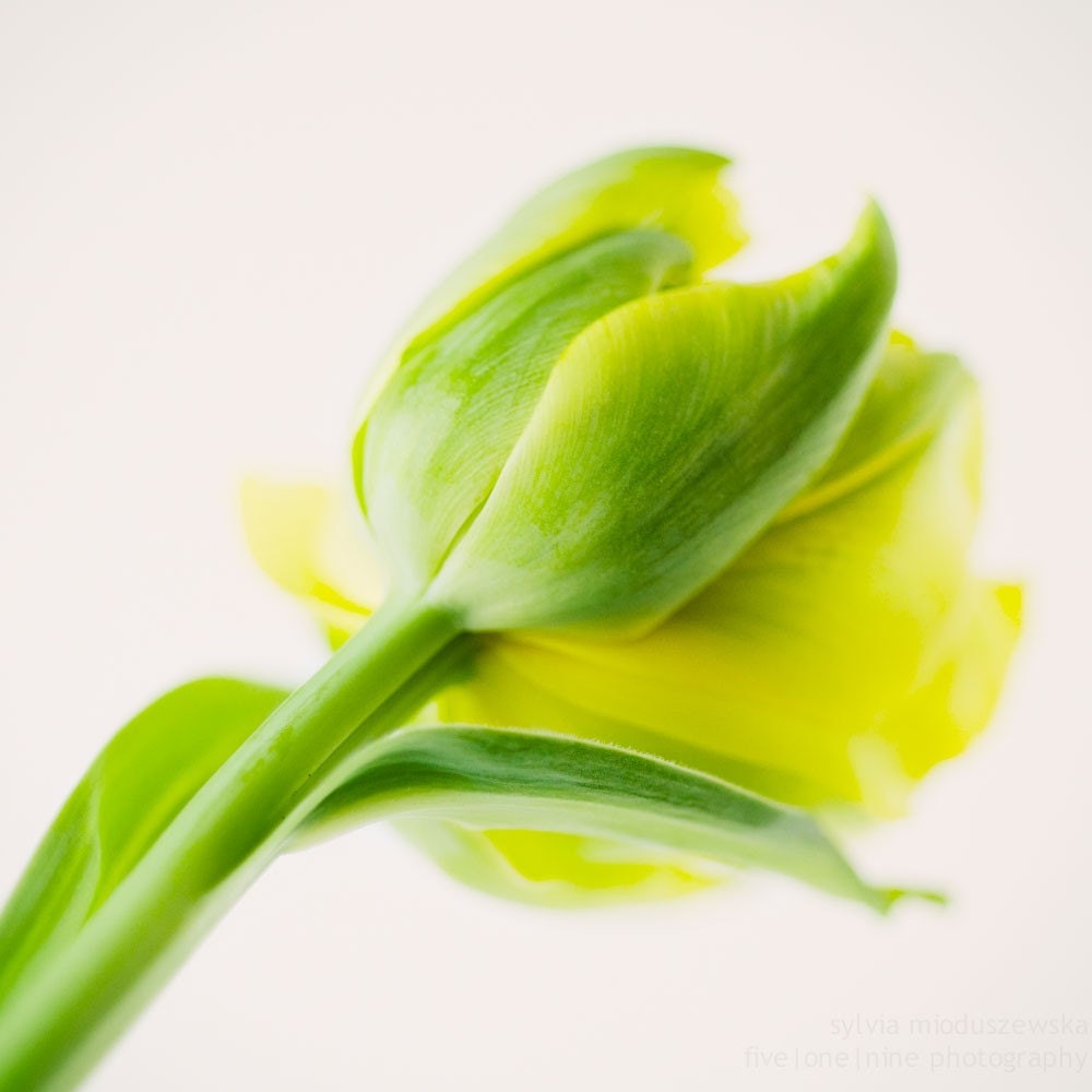 the other side: tulip 8x8 fine art print
