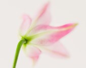 the other side: stargazer lily - 8x8 fine art print