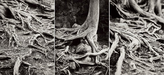 Roots (set of three 5x7 images)
