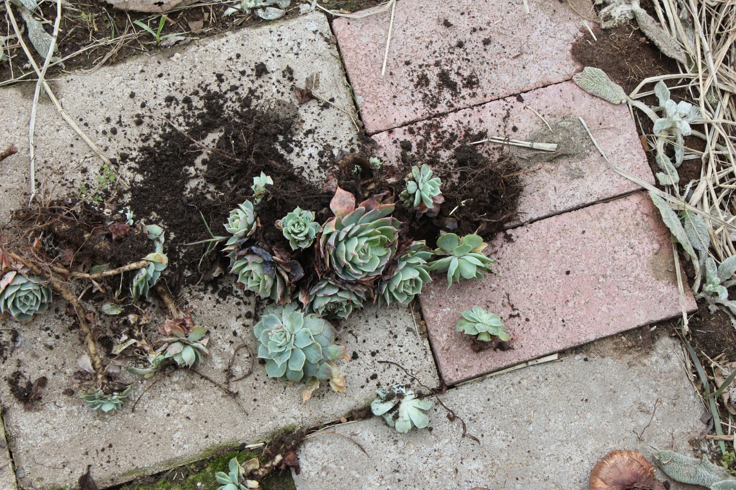 10 Hens and Chicks Succulents bare root grean teal foliage HARDY Beautiful SALE