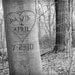 Love Tree 8x10 Inch Matted Personalized Carved Tree Photograph, Couples Names and Date on the Tree, Custom Family Print