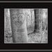 Love Tree 8x10 Inch Matted Personalized Carved Tree Photograph, Couples Names and Date on the Tree, Custom Family Print