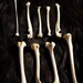 x9 Marten Leg Bones - Tibia, Fibula, Radius, Ulna, Femur, Humorous, Real Bone, Taxidermy - Grade A