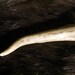 SALE - Deer Antler Tip - Grade A, Real Bone, Antler, Dog Chew, Taxidermy, A505