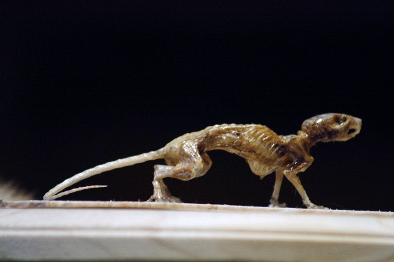 a mouse skeleton