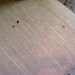 Featured in Etsy's Spring 2013 Lookbook - Mid Century Mint Club Chair - Lovely - Waiting for Pick Up - Check Inside for Store Discount