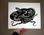 Study of snakes - Original Watercolour study - Nightly Study 303 Jan 4th