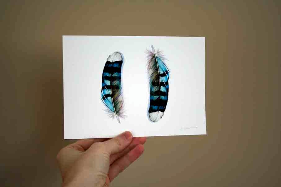 Two Blue Jay Feathers - Small Archival Print