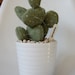 Woollen (knit) Prickly Pear Cactus in Ceramic Pot