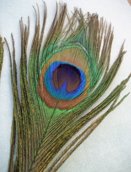 10 Natural Peacock Feathers