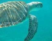 Fine Art Photo Turtle Caribbean Greeting Card