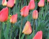 Tip Toe Through The Tulips  Original Photography for Interior Design Fine Art