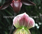 He Admired Her From Afar Original Photography for Interior Design Fine Art