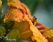 Water Droplet Flower 11x14 Day Lily Fine Art Photography Print