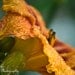 Water Droplet Flower 11x14 Day Lily Fine Art Photography Print