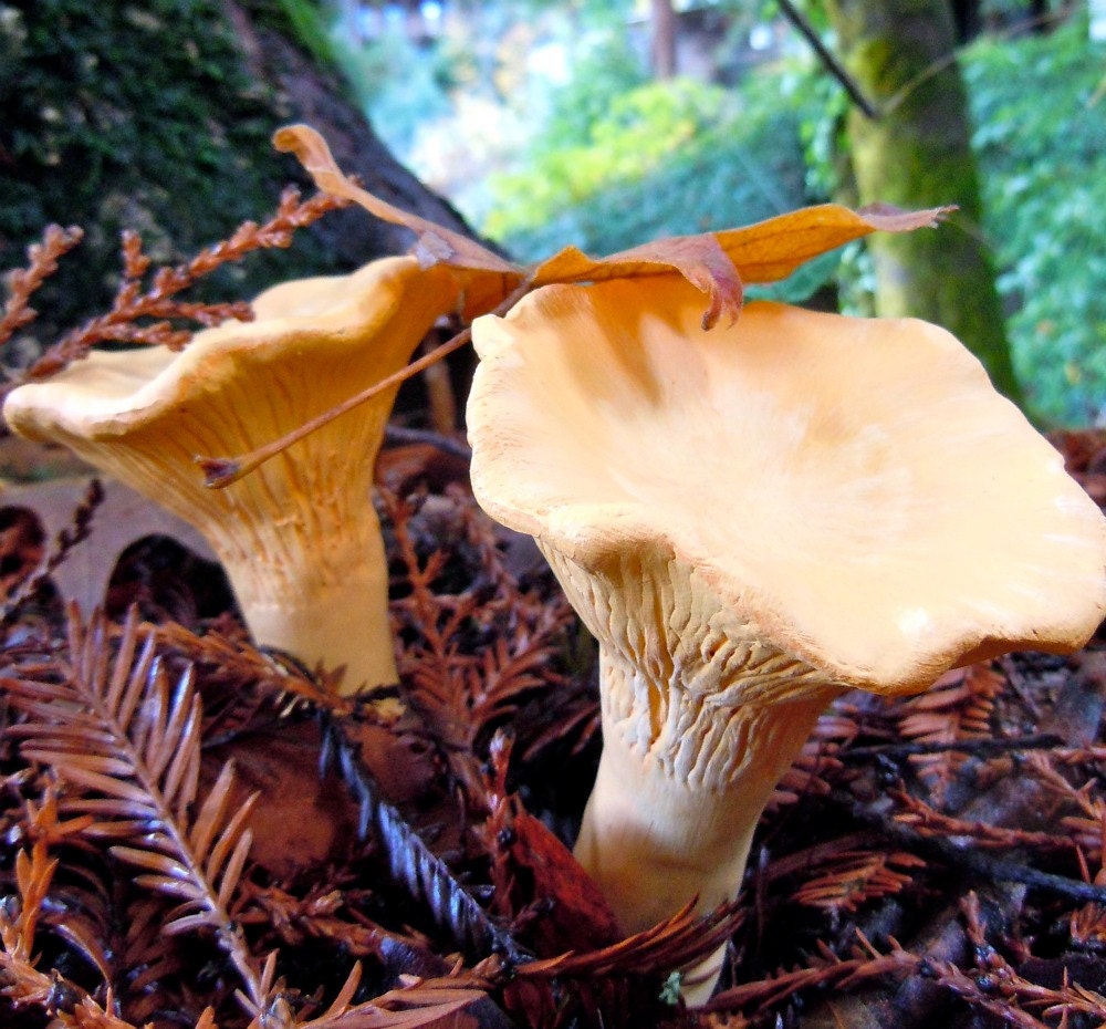 Chanterelle Mushroom Sculptures (set of two)(with stakes)