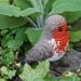Amigurumi bird - ROBIN - crochet pattern PDF