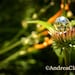 Summer Flower Sunny Afternoon 8x10 Fine Art Photograph, Nature, Reflection