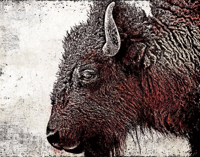 Where the Buffalo Roam - 12x18 High Quality Art Print