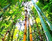 Bamboo Tower