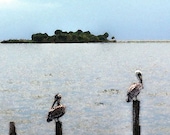 Horseshoe Beach Pelicans 3