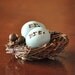 Mr. and Mrs. eggs and nest 3inch