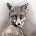 Mrs Spring Fox  - 11x14 print