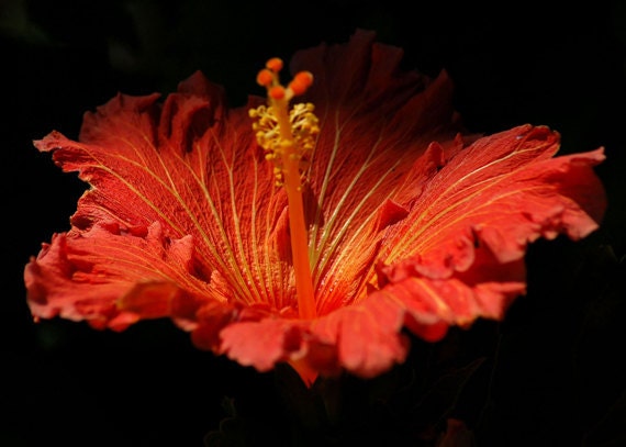 Hibiscus - Life Blood, Red and Yellow Hawaiian Flower Bloom, Contrast Black - elinay