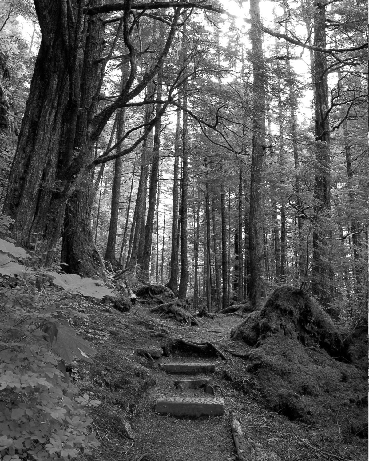 Take a Hike Black and White Sitka, Alaska Forest, Trees, Steps, Old, Woods - Nature, Earth 8X10 Photo
