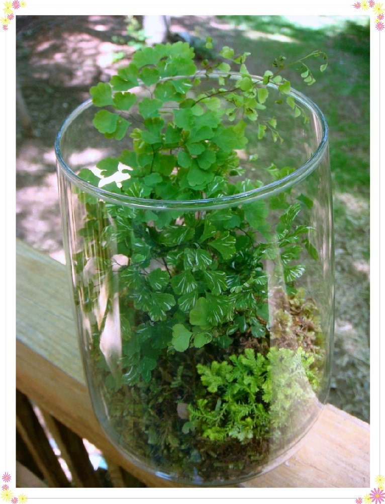FERN TERRARIUM NO 5 Maidenhair Fern by MossTerrariums on Etsy