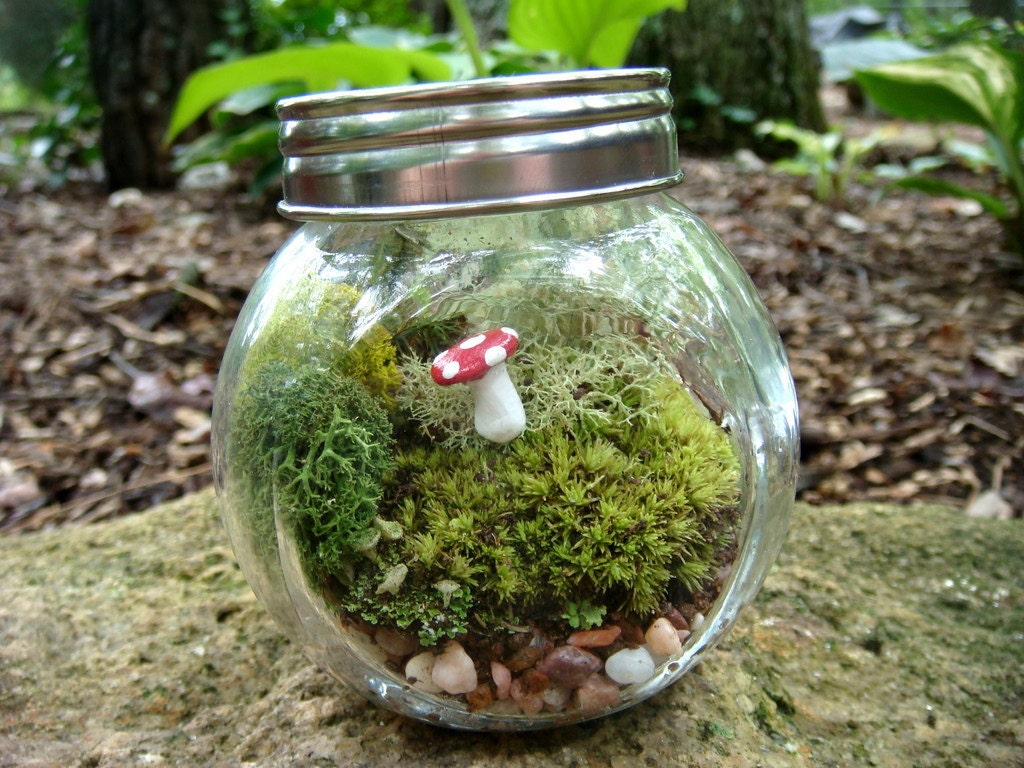 CARMIE Jar, Glass, Mushroom, Lichen and Moss Terrarium. Great for HOME or OFFICE. Nice Unusual Gift. Terrariums by mossterrariums on Etsy.