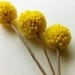 12 Pom Pom Flowers in Mustard Yellow / Craspedia / Handmade Party Decor / Billy Balls
