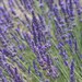 Lavender Flower Powder Organic 1 ounce FREE SHIPPING