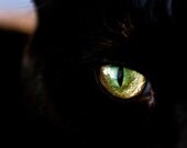 Cat Eye - 8x10 print