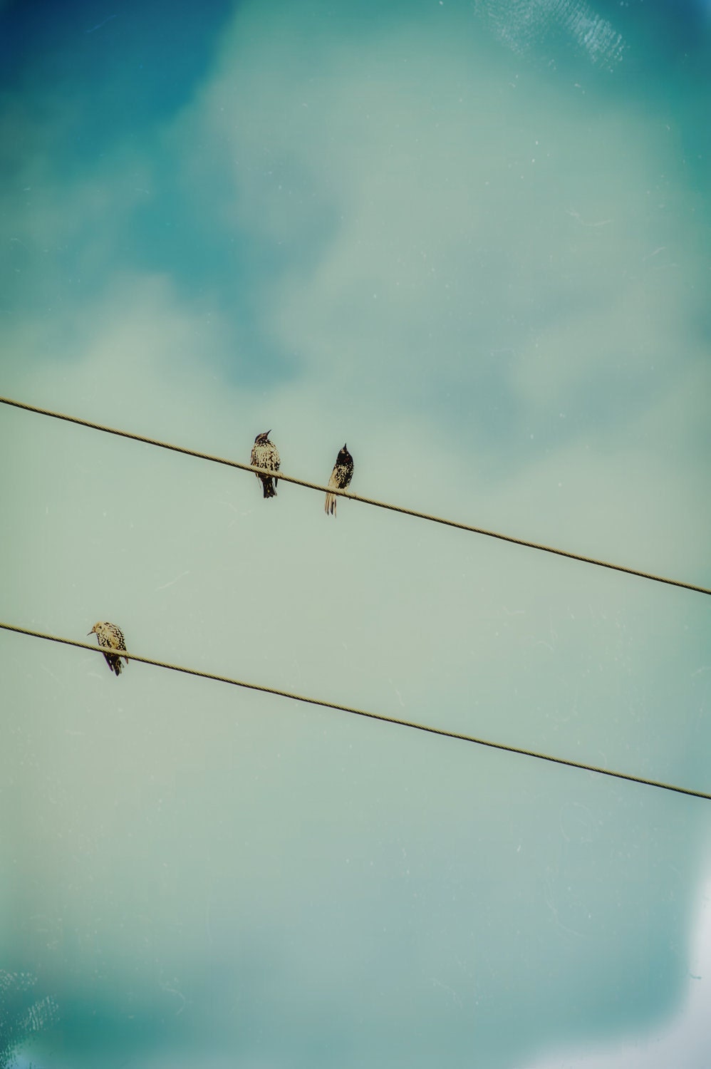Birds on a wire