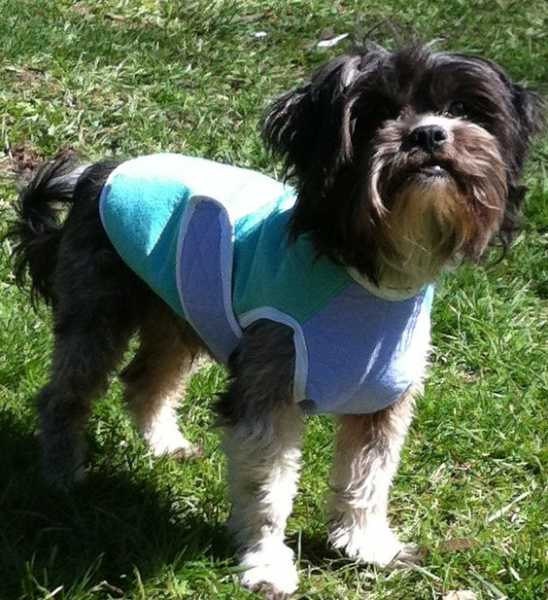 Tootlewear's All Breed German Shammy Cooling Vest   Small