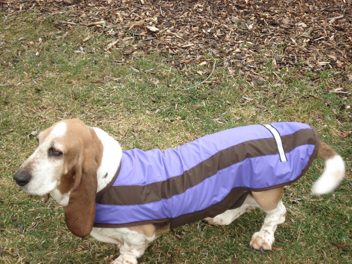 Corgi Raincoat