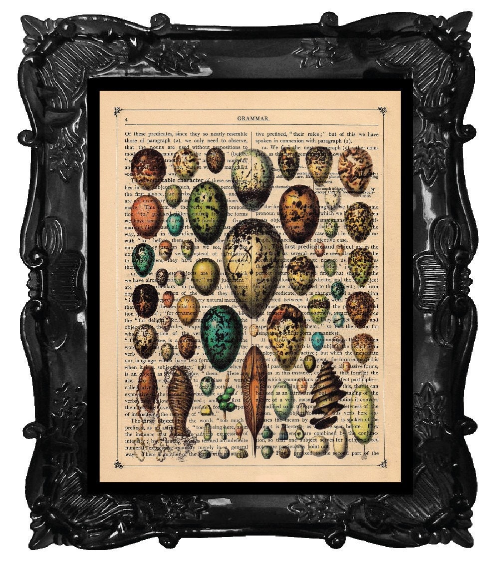 Antique BIRD EGGS bookplate -  Bird EGGS collage print - Bird Eggs dictionary antique book page eggs print