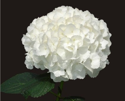 3 Edible WHITE Hydrangea Cupcake topper (Wafer Rice Paper)