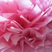 1 Tissue Pom --- Dark Pink